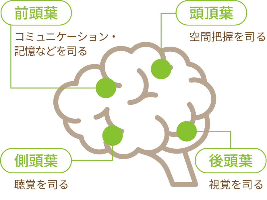 脳の中のイラスト